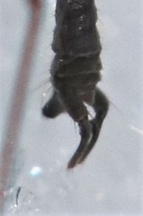 Trichocera garretti
