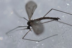 Trichocera garretti