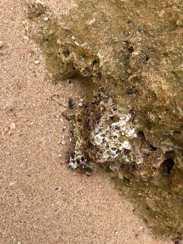 Dendropoma observed 2026-02-09