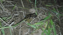 Pleurodema brachyops