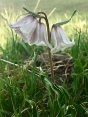 Fritillaria striata