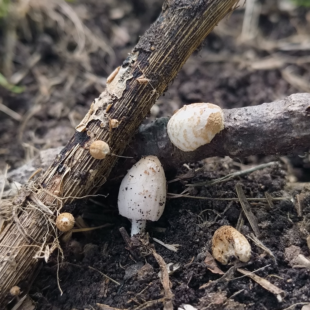 Coprinopsis rhombisporoides