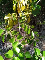 Dalbergia bracteolata image