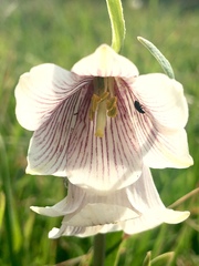 Fritillaria striata