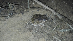 Pleurodema brachyops