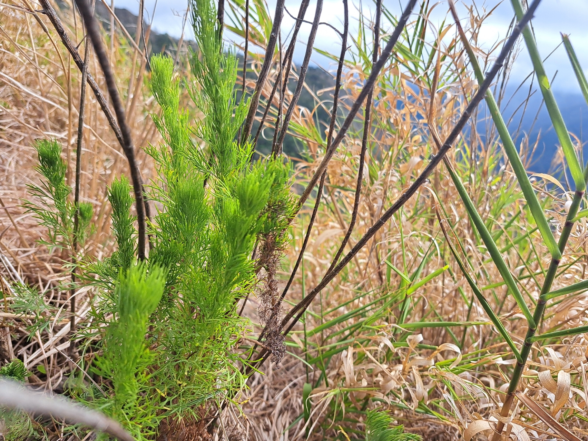 Capillary Wormwood (Artemisia capillaris)