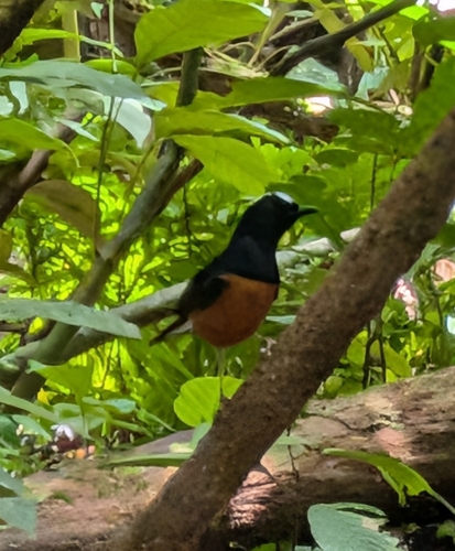 White-crowned Shama (Copsychus stricklandii), photo 3