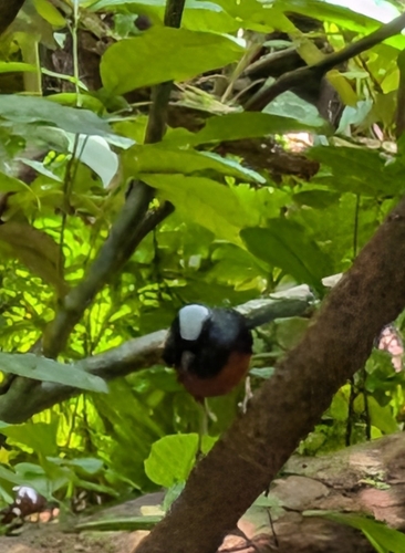 White-crowned Shama (Copsychus stricklandii), photo 4