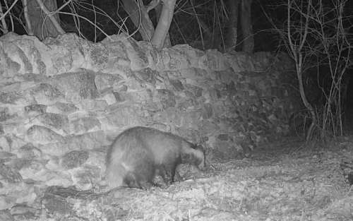 European Badger
