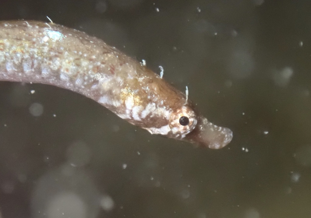 Duncker's pipefish (Bryx dunckeri) — Syngnathidae