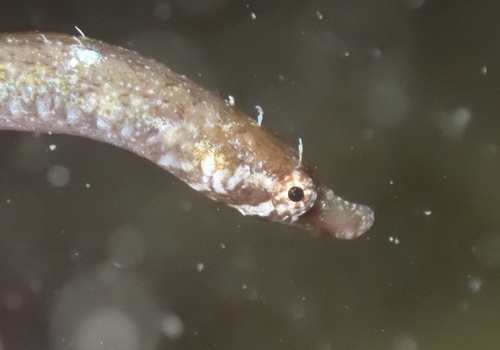 Duncker's pipefish (Bryx dunckeri) — Syngnathidae