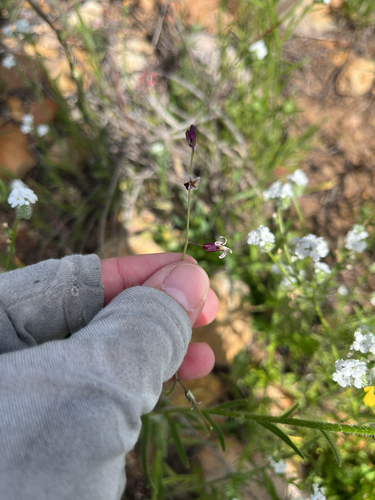 San Diego Wild Cabbage (Caulanthus heterophyllus)