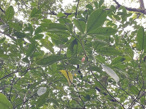 Glycosmis erythrocarpa observed 2026-02-24