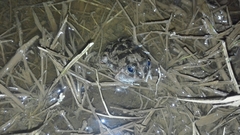 Pleurodema brachyops