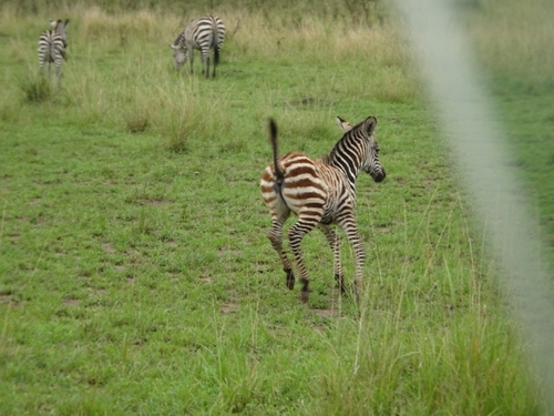 Grant’s Zebra
