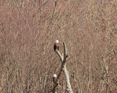 Haliaeetus leucocephalus