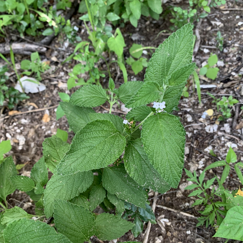 Lantana image