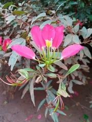 Bauhinia hildebrandtii