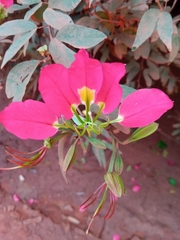 Bauhinia hildebrandtii