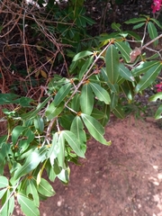 Ochnaceae