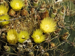 Ferocactus echidne echidne