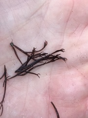 Cryptosiphonia woodii