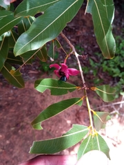 Ochnaceae