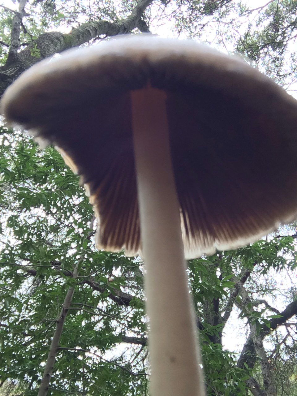Psathyrella longipes image