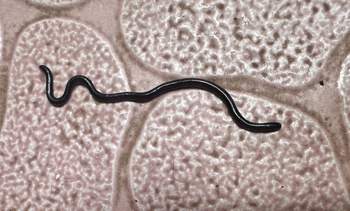 Indotyphlops braminus