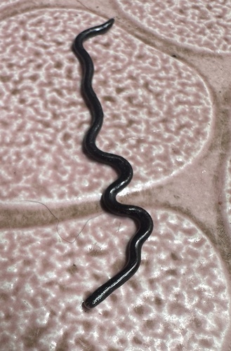 Indotyphlops braminus