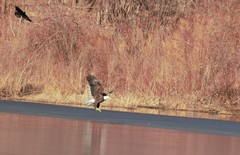 Haliaeetus leucocephalus