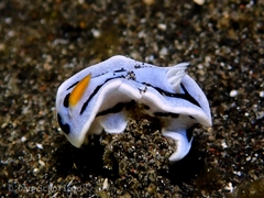 Chromodoris alcalai