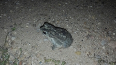 Rhinella humboldti