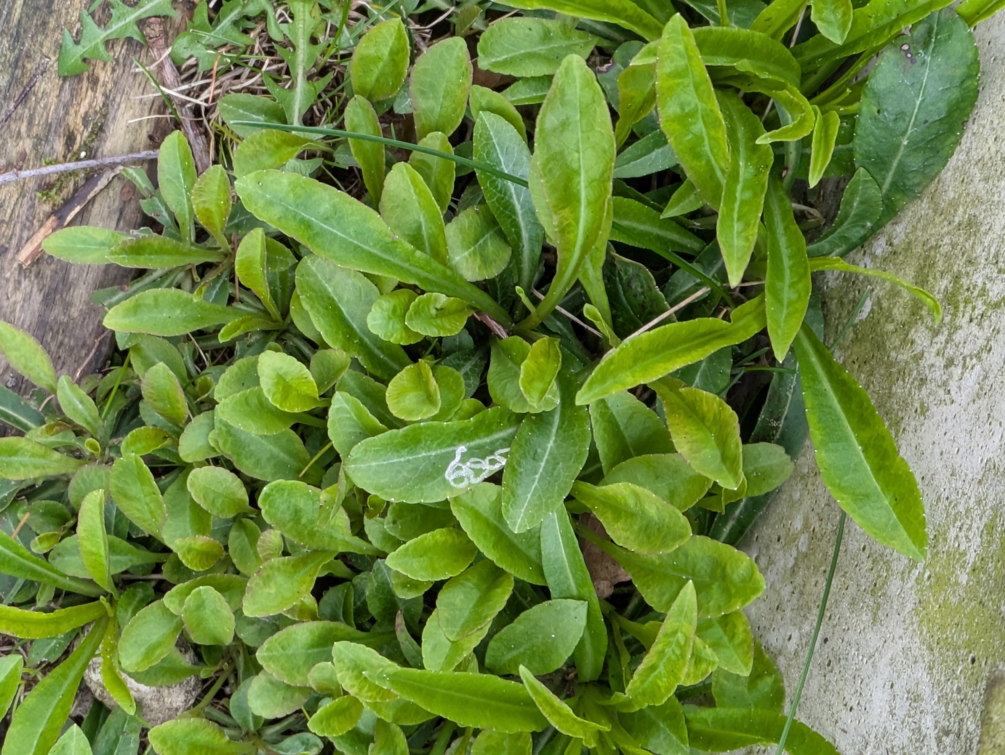 Beispielbild: Pfirsichblättrige Glockenblume (Campanula persicifolia)