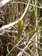 Bucrates malivolans
