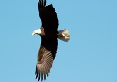 Haliaeetus leucocephalus