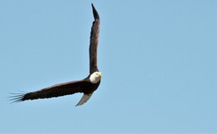 Haliaeetus leucocephalus