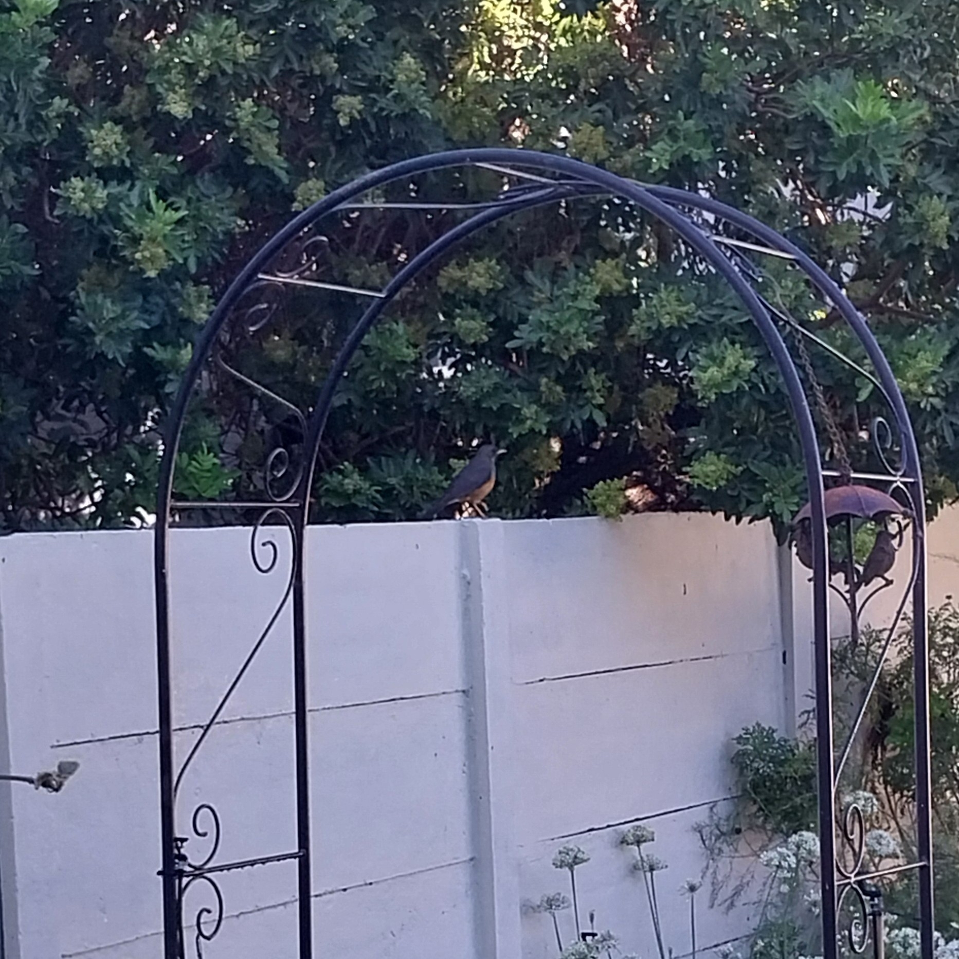 Olive Thrush (Turdus olivaceus), photo 10