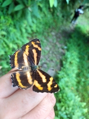 Symbrenthia niphanda