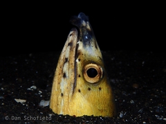 Ophichthus altipennis