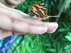 Symbrenthia niphanda