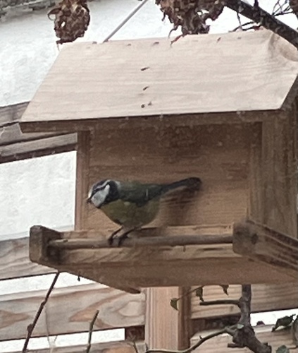 Eurasian Blue Tit