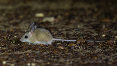 Fawn Hopping Mouse photo 1