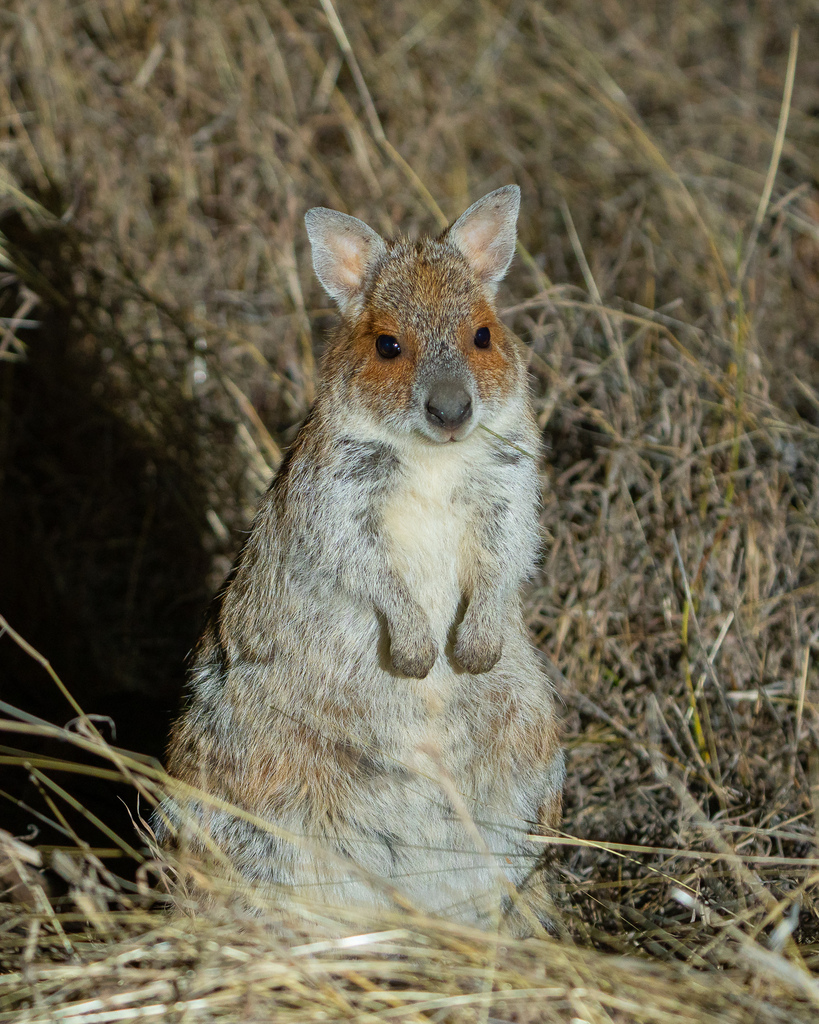 Spectacled Hare-Wallaby