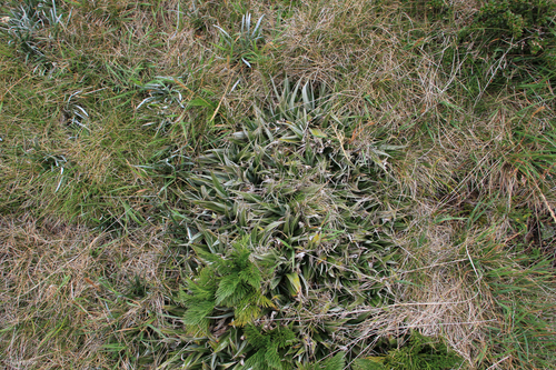 Astelia psychrocharis observed 2026-02-28