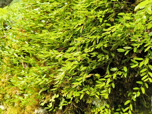Luzuriaga parviflora observed 2026-02-28