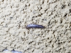 Ctenolepisma lineatum