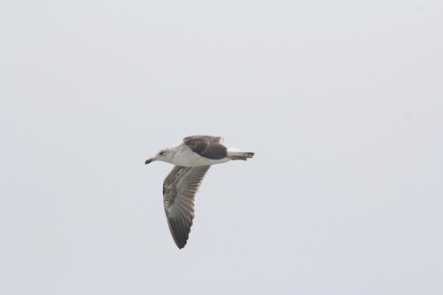 Avistamiento Gaviota Dorsinegra Menor
