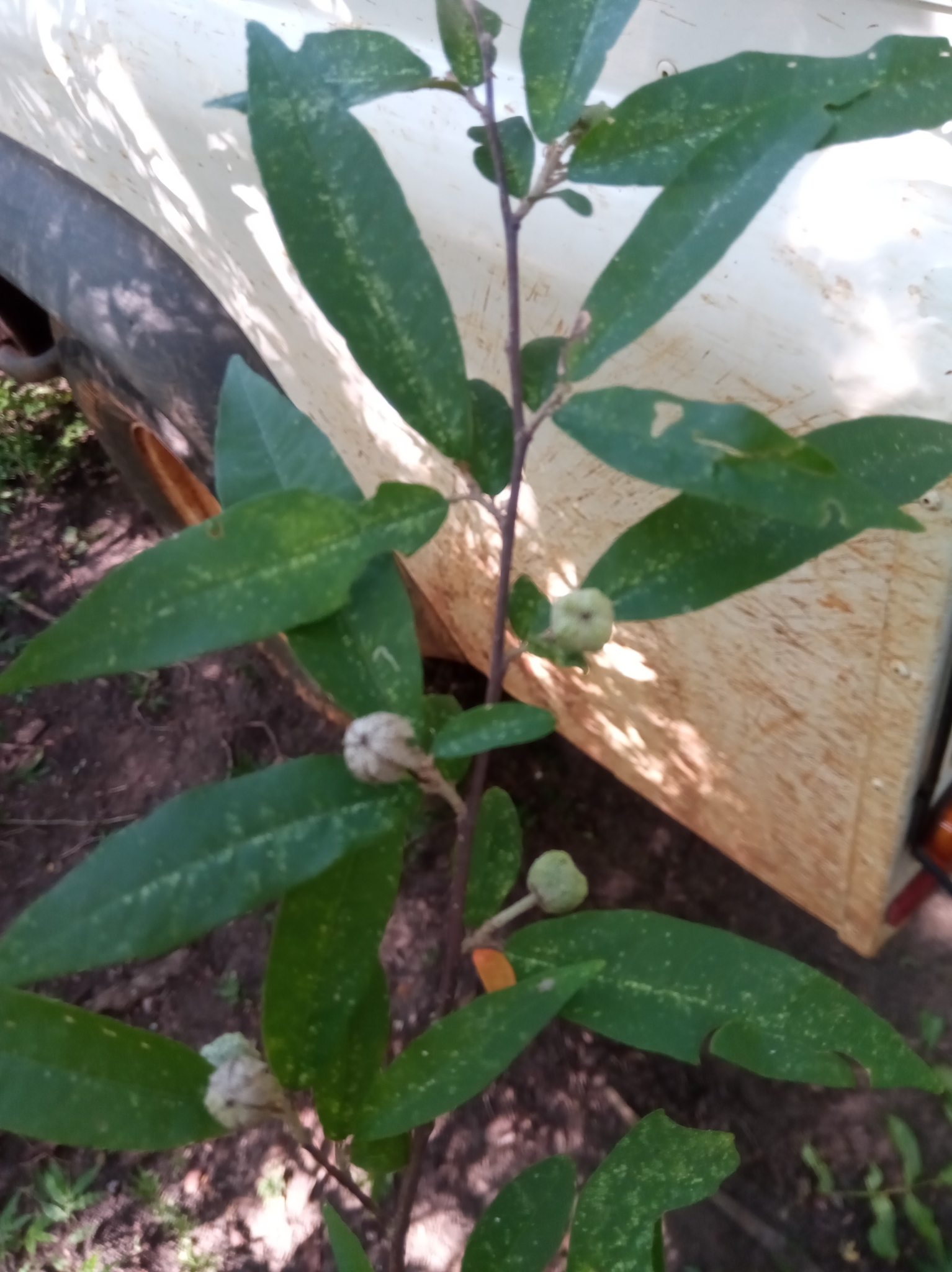 Croton elaeagni