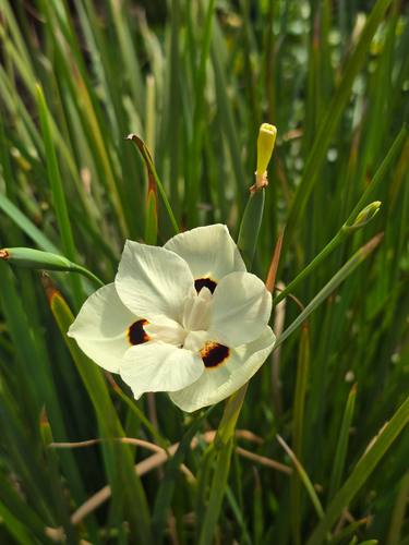 Dietes bicolor, 2026-02-02